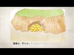薯童説話